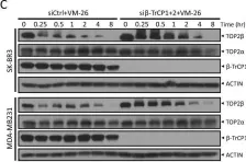 Fig.2.C showing Western Blotting in a Homo sapiens (Human) sample from the publication: SCFβ-TrCP-mediated degradation of TOP2β promotes cancer cell survival in response to chemotherapeutic drugs targeting topoisomerase II.
