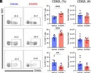 Fig.8.B showing Flow cytometry/Cell sorting in a Mus musculus (House mouse) sample from the publication: T cell metabolic reprogramming in acute kidney injury and protection by glutamine blockade.