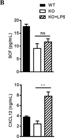 Fig.7.B showing Enzyme-linked immunosorbent assay from the publication: Caspase-3/NLRP3 signaling in the mesenchymal stromal niche regulates myeloid-biased hematopoiesis.
