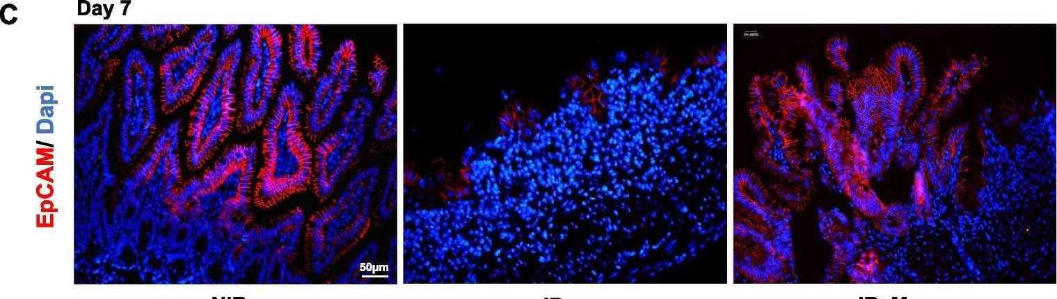 Fig.4.C showing Immunohistochemistry-immunofluorescence in a Mus musculus (House mouse) sample from the publication: Fetal Muse-based therapy prevents lethal radio-induced gastrointestinal syndrome by intestinal regeneration.