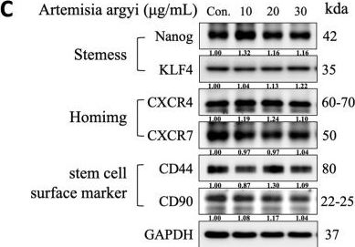 Fig.1.C showing Western Blotting in a Homo sapiens (Human) sample from the publication: Artemisia argyi-enhanced Mesenchymal Stem Cell Exosomes Alleviates Inflammation in C28/I2 Chondrocytes by inhibiting NF-κB.