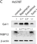 Fig.6.C showing Western Blotting from the publication: Rapalogs can promote cancer cell stemness in vitro in a Galectin-1 and H-ras-dependent manner.