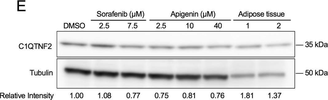Fig.2.E showing Western Blotting from the publication: Transcriptome-based repurposing of apigenin as a potential anti-fibrotic agent targeting hepatic stellate cells.