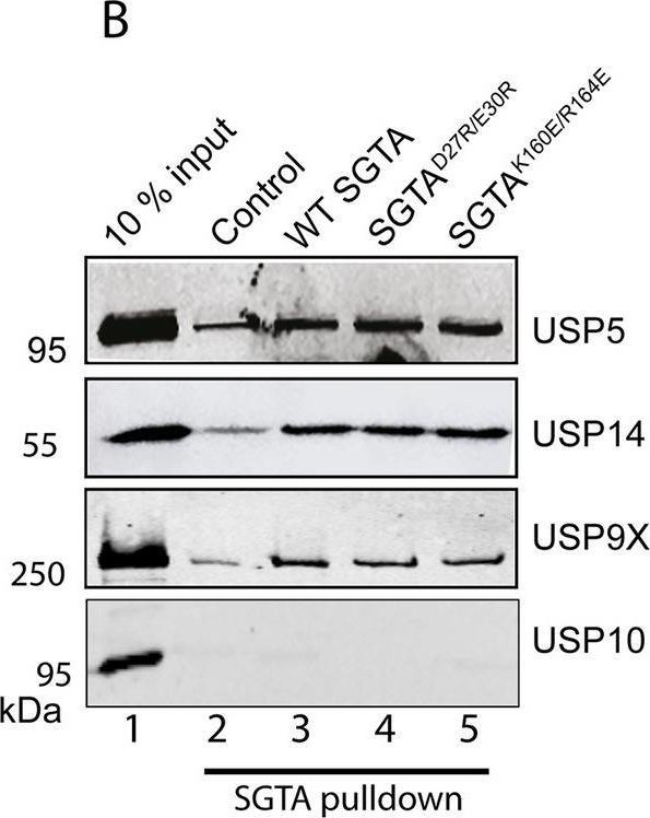 Fig.1.B showing Western Blotting in a Homo sapiens (Human) sample from the publication: USP5 enhances SGTA mediated protein quality control.