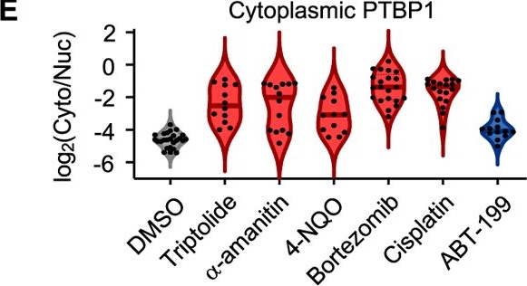 Fig.7.E from the publication: RNA Pol II inhibition activates cell death independently from the loss of transcription.