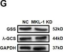 Fig.4.G showing Western Blotting in a Homo sapiens (Human) sample from the publication: MKL-1 suppresses ferroptosis by activating system Xc- and increasing glutathione synthesis.