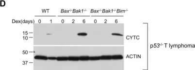 Fig.5.D showing Western Blotting in a Mus musculus (House mouse) sample from the publication: Glucocorticoids can induce BIM to trigger apoptosis in the absence of BAX and BAK1.