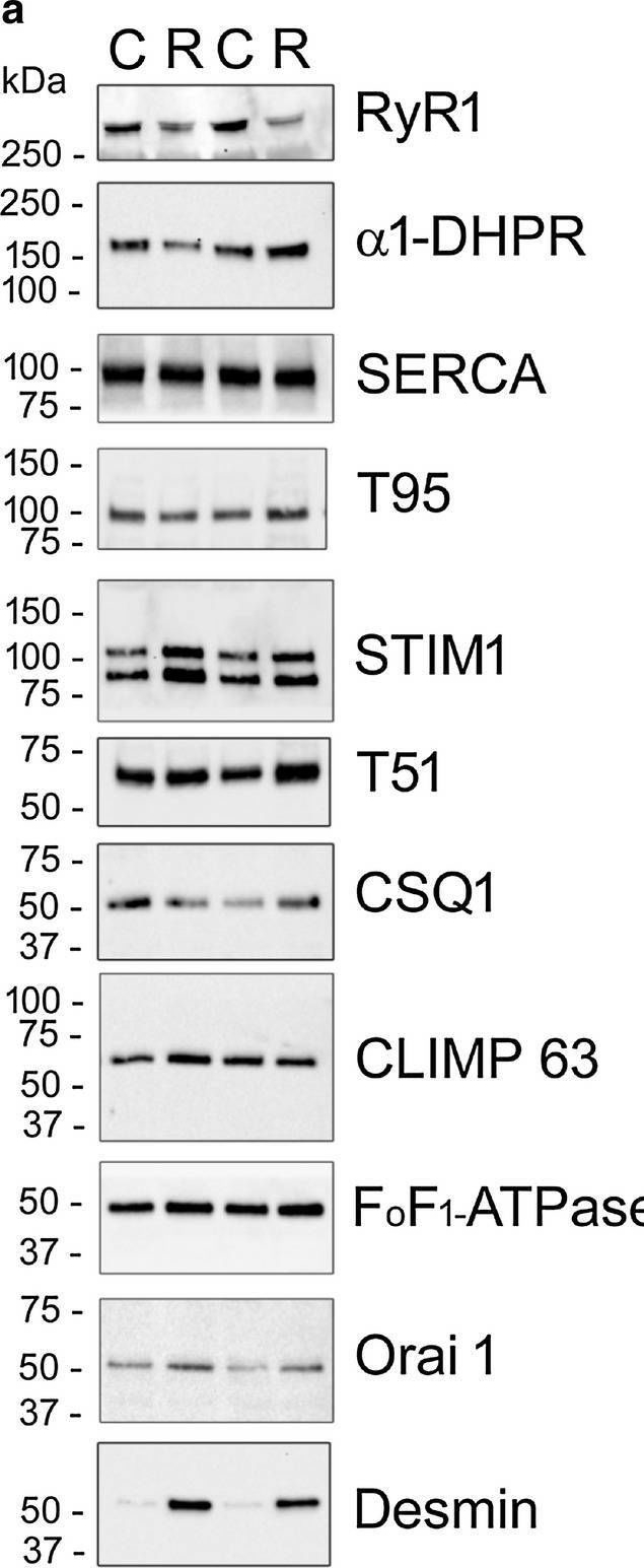 Fig.6.A showing Western Blotting in a Cricetulus migratorius (Armenian hamster) sample from the publication: In vivo RyR1 reduction in muscle triggers a core-like myopathy.