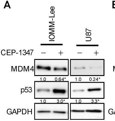 Fig.3.A showing Western Blotting from the publication: CEP-1347 Boosts Chk2-Mediated p53 Activation by Ionizing Radiation to Inhibit the Growth of Malignant Brain Tumor Cells.