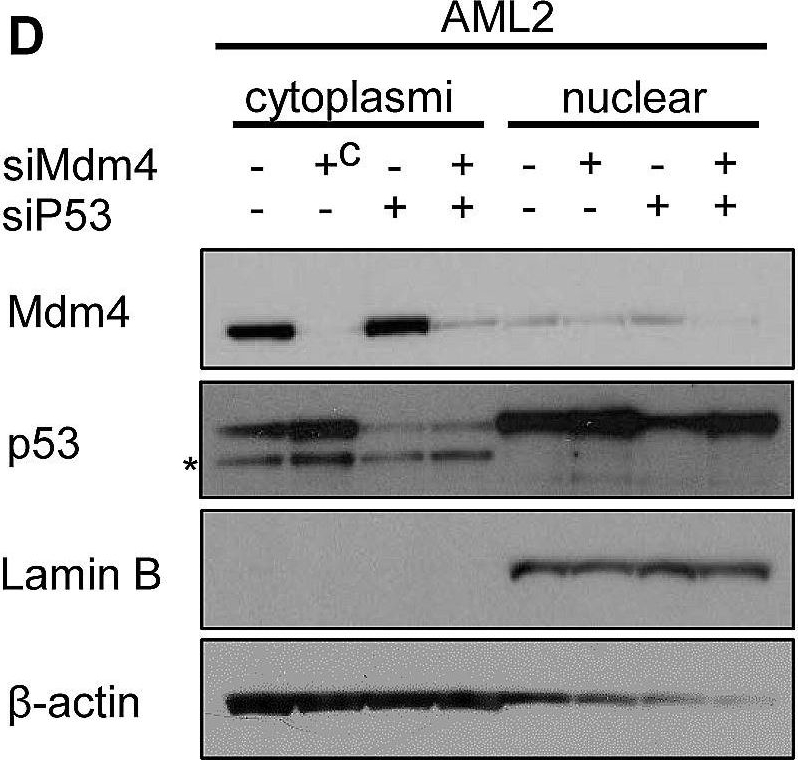 Fig.6.D showing Western Blotting from the publication: High Mdm4 levels suppress p53 activity and enhance its half-life in acute myeloid leukaemia.