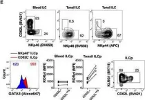 Fig.1.M showing Flow cytometry/Cell sorting from the publication: Circulating ILC precursors expressing CD62L exhibit a type 2 signature distinctly decreased in psoriatic patients.
