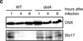 Fig.1.C showing Western Blotting in a Mus musculus (House mouse) sample from the publication: Legionella effector Lpg1137 shuts down ER-mitochondria communication through cleavage of syntaxin 17.