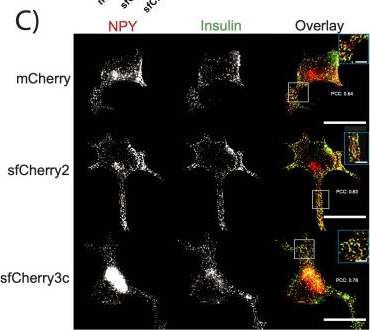 Fig.1.C showing Immunocytochemistry-immunofluorescence in a Rattus norvegicus (Rat) sample from the publication: An optimized fluorescent reporter enables rapid and cost-effective quantification of regulated secretion from neuroendocrine cells.