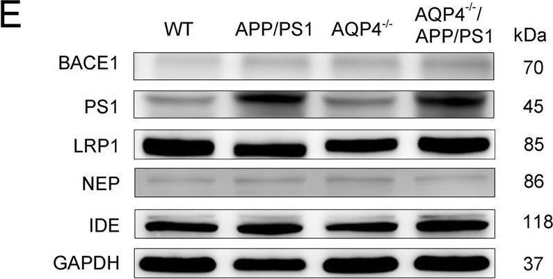 Fig.2.E showing Western Blotting in a Mus musculus (House mouse) sample from the publication: Microglia prevent beta-amyloid plaque formation in the early stage of an Alzheimer's disease mouse model with suppression of glymphatic clearance.