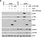 Fig.2.C showing Western Blotting from the publication: Nitric oxide-induced ribosome collision activates ribosomal surveillance mechanisms.