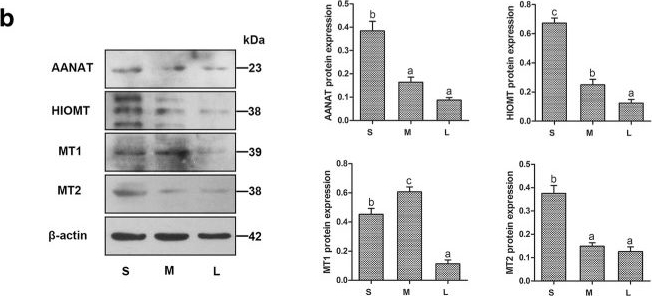 Fig.2.B showing Western Blotting in an Ovis aries (Sheep) sample from the publication: Profile of melatonin and its receptors and synthesizing enzymes in cumulus-oocyte complexes of the developing sheep antral follicle-a potential estradiol-mediated mechanism.