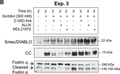 Fig.2.B showing Western Blotting in a Xenopus laevis (African clawed frog) sample from the publication: Osmostress-induced apoptosis in Xenopus oocytes: role of stress protein kinases, calpains and Smac/DIABLO.