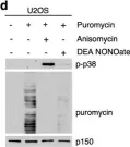 Fig.2.D showing Western Blotting from the publication: Nitric oxide-induced ribosome collision activates ribosomal surveillance mechanisms.