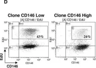 Fig.1.D showing Flow cytometry/Cell sorting from the publication: CD146 expression on mesenchymal stem cells is associated with their vascular smooth muscle commitment.