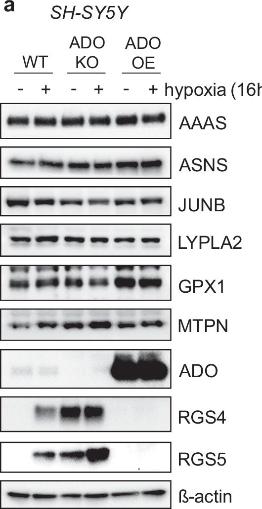 Fig.8.A showing Western Blotting from the publication: N-terminal cysteine acetylation and oxidation patterns may define protein stability.