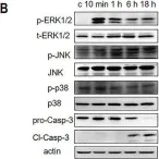 Fig.1.B showing Western Blotting from the publication: The N-terminal tail coordinates with carbohydrate recognition domain to mediate galectin-3 induced apoptosis in T cells.