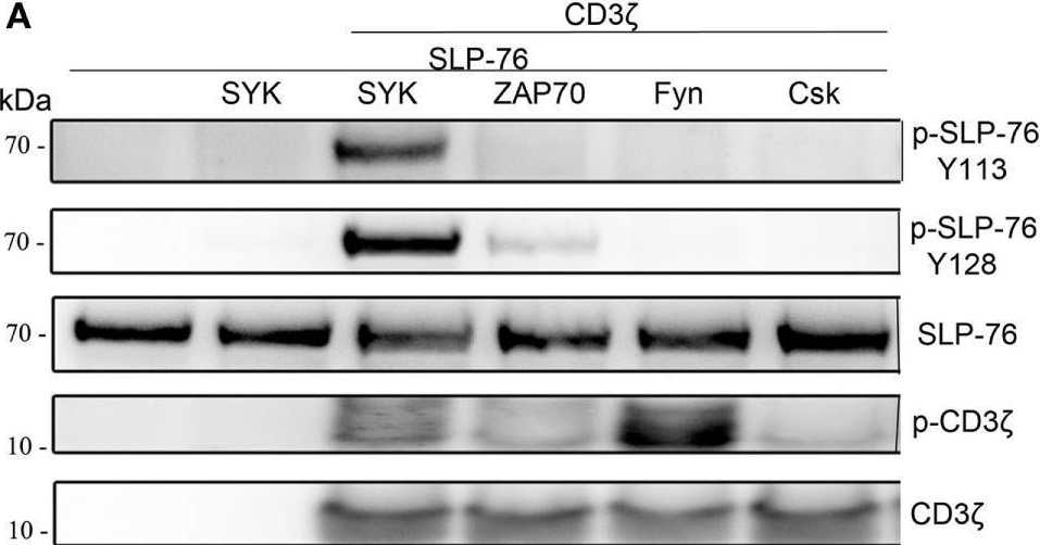 Fig.3.A showing Western Blotting from the publication: Differential Requirements for Src-Family Kinases in SYK or ZAP70-Mediated SLP-76 Phosphorylation in Lymphocytes.