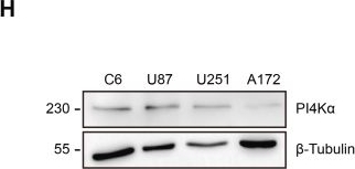 Fig.1.H showing Western Blotting from the publication: Phosphatidylinositol 4-kinase α suppresses glioblastoma progression by inactivating YAP and PI3K/Akt signaling.