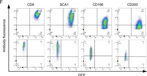 Fig.4.F showing Flow cytometry/Cell sorting from the publication: NFATc1 marks articular cartilage progenitors and negatively determines articular chondrocyte differentiation.