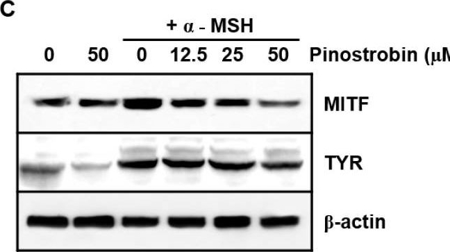 Fig.5.C showing Western Blotting in a Mus musculus (House mouse) sample from the publication: Pinostrobin Suppresses the α-Melanocyte-Stimulating Hormone-Induced Melanogenic Signaling Pathway.
