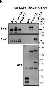 Fig.3.H showing Western Blotting in a Mus musculus (House mouse) sample from the publication: E- and N-cadherin drive hepatic polarity and lumen elongation via opposing effects on RhoA activity.
