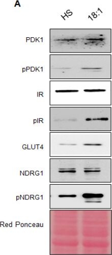 Fig.5.A showing Western Blotting from the publication: Exploring the Role of Oleic Acid in Muscle Cell Differentiation: Mechanisms and Implications for Myogenesis and Metabolic Regulation in C2C12 Myoblasts.
