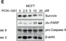 Fig.4.E showing Western Blotting in a Homo sapiens (Human) sample from the publication: PCW-1001, a Novel Pyrazole Derivative, Exerts Antitumor and Radio-Sensitizing Activities in Breast Cancer.