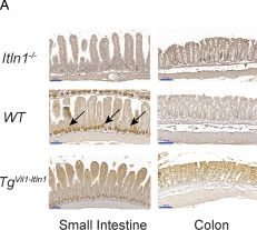 Fig.2.A showing Immunohistochemistry from the publication: Intelectin-1 binds and alters the localization of the mucus barrier-modifying bacterium Akkermansia muciniphila.