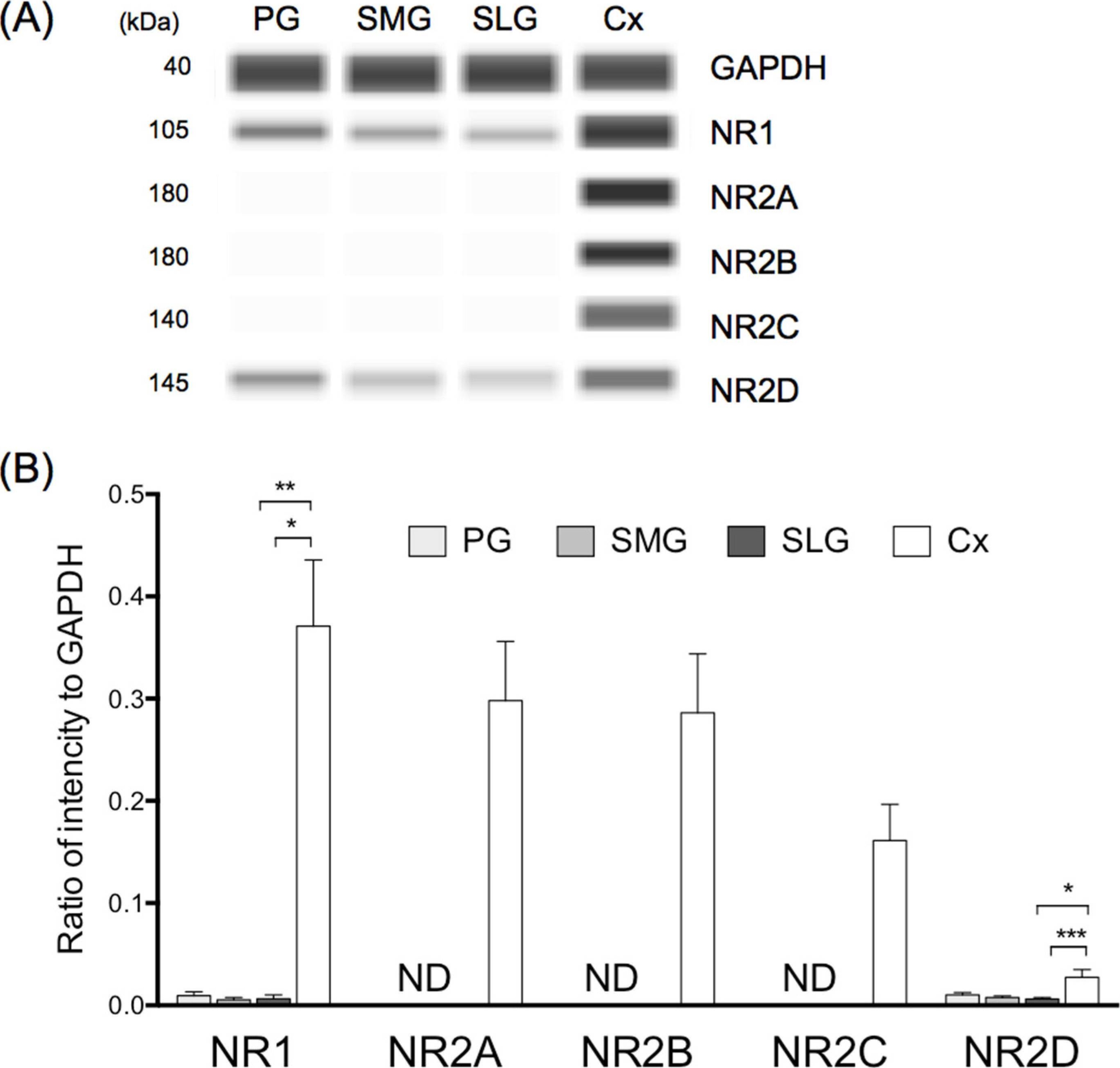 Fig.5.A showing Western Blotting in a Rattus norvegicus (Rat) sample from the publication: Free d-Amino Acids in Salivary Gland in Rat.
