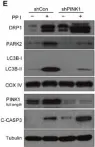 Fig.7.E showing Western Blotting in a Homo sapiens (Human) sample from the publication: Polyphyllin I induces mitophagic and apoptotic cell death in human breast cancer cells by increasing mitochondrial PINK1 levels.