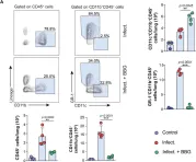 Fig.4.A showing Flow cytometry/Cell sorting from the publication: P2x7 Receptor Signaling Blockade Reduces Lung Inflammation and Necrosis During Severe Experimental Tuberculosis.