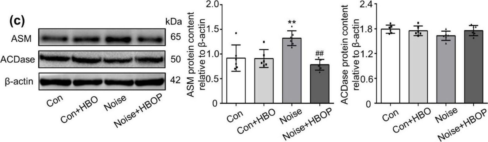 Fig.3.C showing Western Blotting in a Mus musculus (House mouse) sample from the publication: Hyperbaric Oxygen Treatment Ameliorates Hearing Loss and Auditory Cortex Injury in Noise Exposed Mice by Repressing Local Ceramide Accumulation.