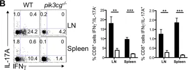 Fig.3.B showing Flow cytometry/Cell sorting in a Mus musculus (House mouse) sample from the publication: PI3Kγ drives priming and survival of autoreactive CD4(+) T cells during experimental autoimmune encephalomyelitis.
