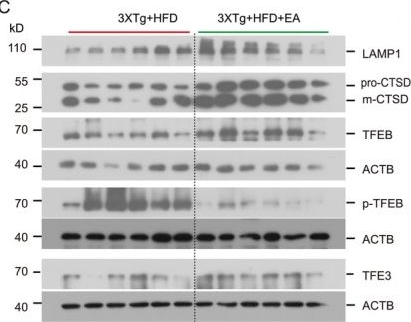 Fig.7.C showing Western Blotting from the publication: Electroacupuncture Attenuates High-Fat Diet-Exacerbated Alzheimer's Pathology by Enhancing TFEB/TFE3-Mediated Autophagic Clearance of Tau and NLRP3 Inflammasome in 3xTg Mice.