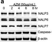 Fig.2.A showing Western Blotting in a Homo sapiens (Human) sample from the publication: Azithromycin decreases NALP3 mRNA stability in monocytes to limit inflammasome-dependent inflammation.