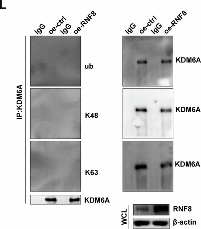 Fig.6.L showing Western Blotting from the publication: The RNF8/OPTN/KDM6A axis controls macrophage polarization to maintain testicular microenvironment homeostasis.