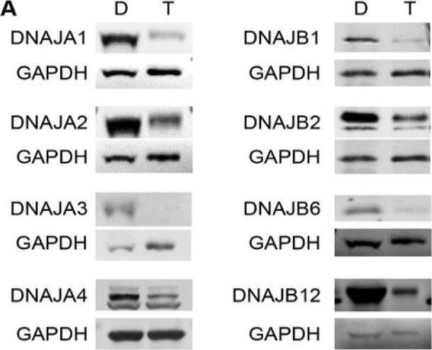 Fig.5.A showing Western Blotting in a Homo sapiens (Human) sample from the publication: Mutant p53 Depletion by Novel Inhibitors for HSP40/J-Domain Proteins Derived from the Natural Compound Plumbagin.