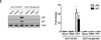Fig.3.E showing Western Blotting from the publication: Accelerated degradation of cFLIPL and sensitization of the TRAIL DISC-mediated apoptotic cascade by pinoresinol, a lignan isolated from Rubia philippinensis.