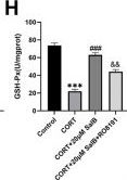 Fig.3.H from the publication: Salvianolic acid B alleviates depression-like behaviors by reducing neuronal injury and promoting neurogenesis in a manner associated with JAK-STAT signaling pathway inhibition.