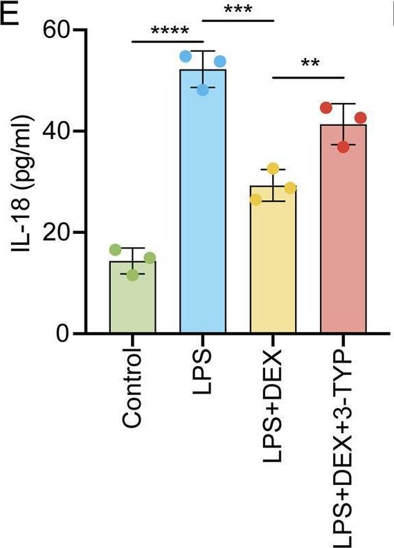 Fig.4.E showing Enzyme-linked immunosorbent assay in a Rattus norvegicus (Rat) sample from the publication: Dexmedetomidine reduces acute lung injury caused by LPS through the SIRT3 signaling pathway in vivo.