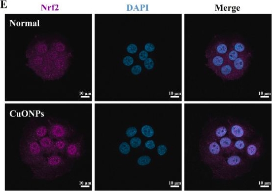 Fig.6.E showing Immunocytochemistry-immunofluorescence from the publication: Nrf2 pathway mediates copper oxide nanoparticle-induced exacerbation of allergic asthma.