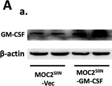 Fig.5.A showing Western Blotting in a Mus musculus (House mouse) sample from the publication: Cancer Cell-Intrinsic Type I Interferon Signaling Promotes Antitumor Immunity in Head and Neck Squamous Cell Carcinoma.