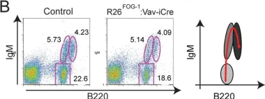 Fig.7.B showing Flow cytometry/Cell sorting from the publication: Hematopoietic overexpression of FOG1 does not affect B-cells but reduces the number of circulating eosinophils.