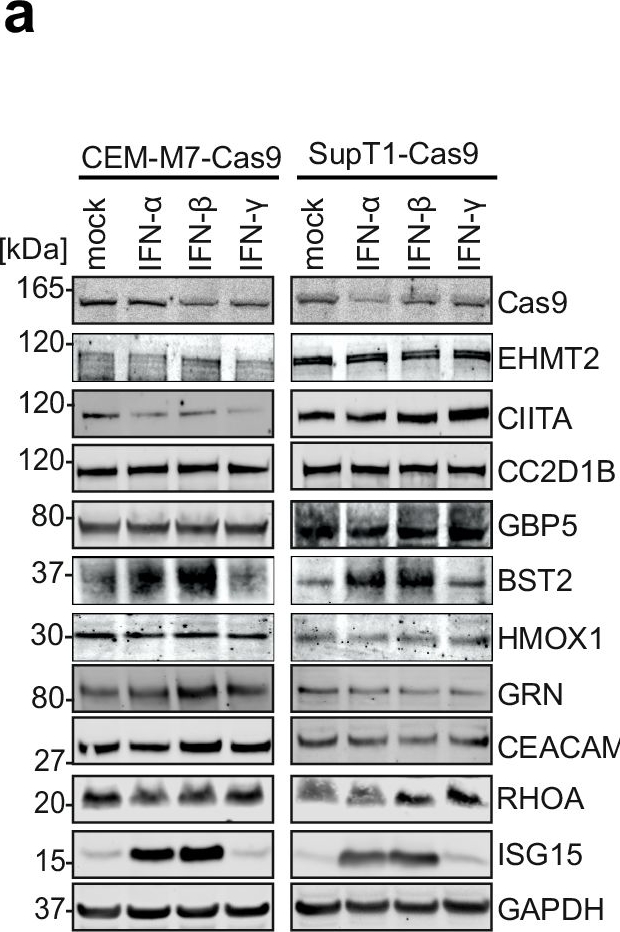 Fig.3.A showing Western Blotting in a Homo sapiens (Human) sample from the publication: Replication competent HIV-guided CRISPR screen identifies antiviral factors including targets of the accessory protein Nef.