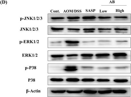Fig.4.D showing Western Blotting from the publication: Natural triterpenoid Ardisiacrispin B attenuates colitis-associated cancer via JAK2/STAT3 pathway and gut microbiota modulation.
